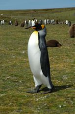 Königspinguin (69 von 84).jpg